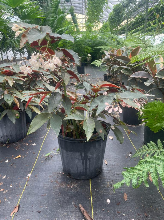 10'' Angel Wing Begonia