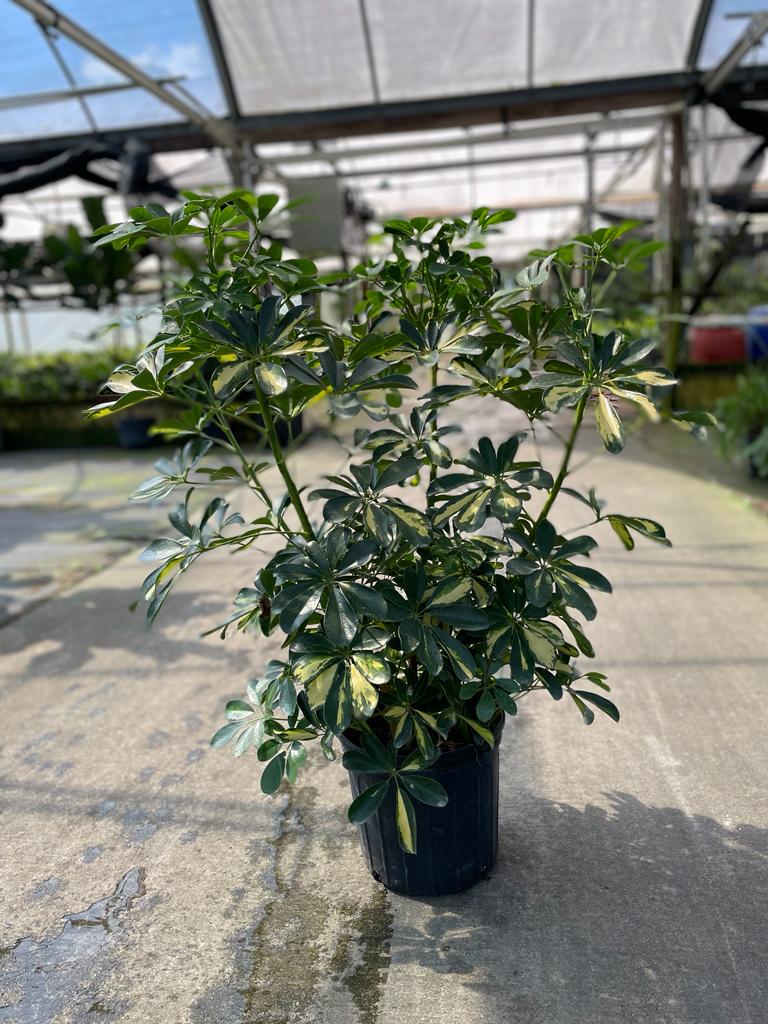 10'' Arboricola Gold Capella Bush