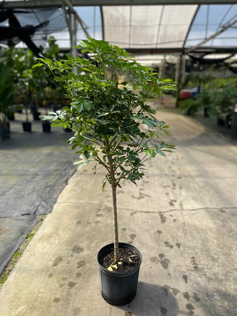 10'' Arboricola Standard Variegated