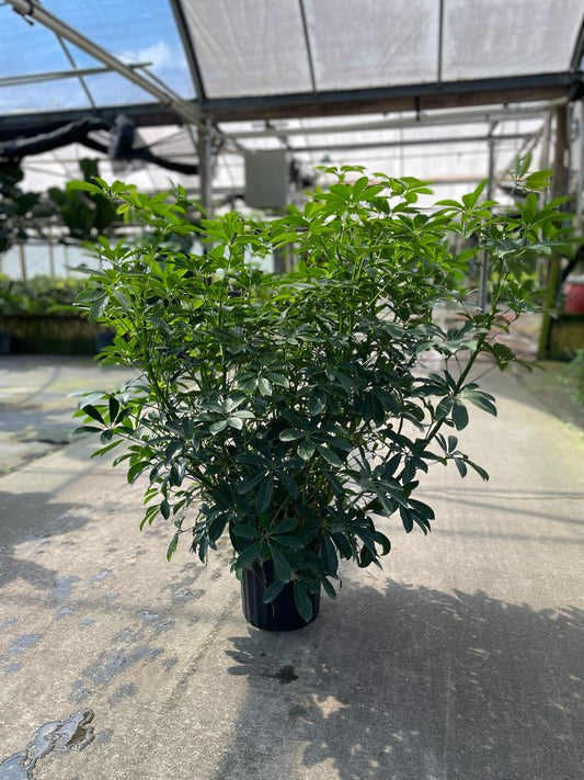 10'' Arboricola Green Bush