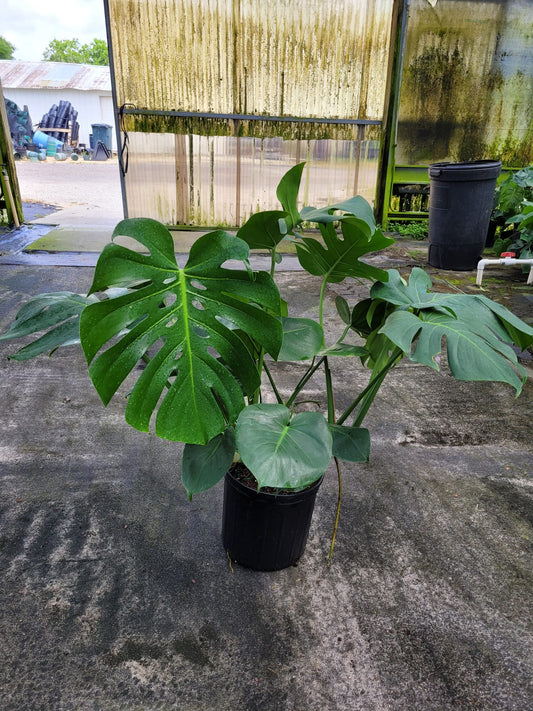 10'' Monstera Deliciosa