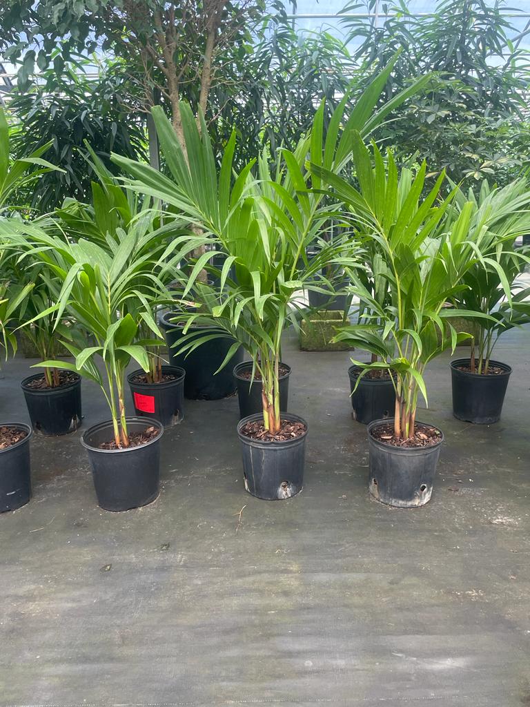 10'' Adonidia Palm