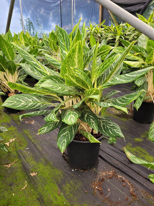 10'' Aglaonema Golden Madonna