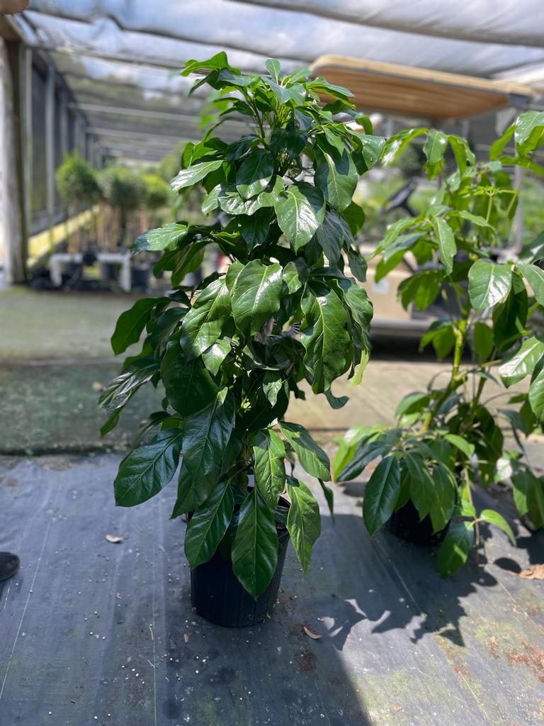 10'' Schefflera Alpine Jr.