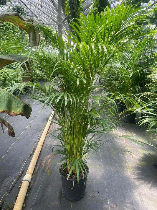 10'' Areca Palm