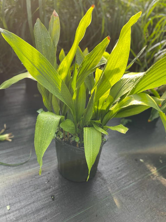 10'' Aspidistra