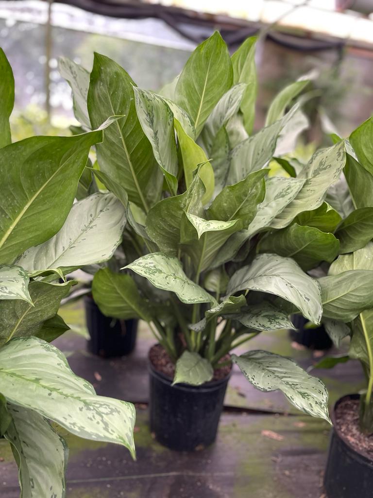 10'' Aglaonema BJ Freeman