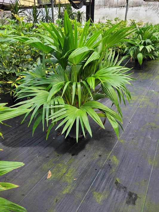 10'' Chinese Fan Palm