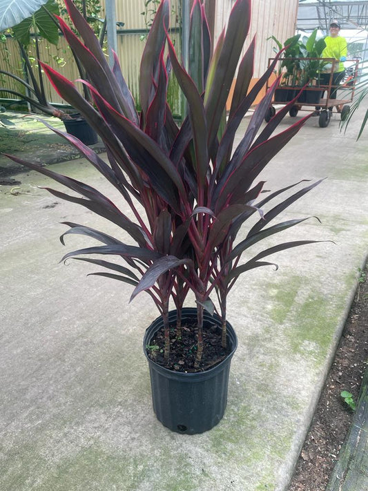 10'' Cordyline Hot Pepper