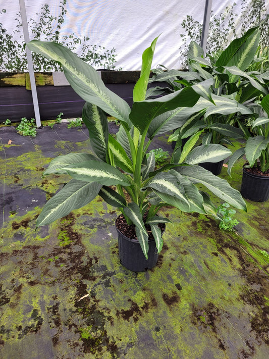 10'' Dieffenbachia Cougar