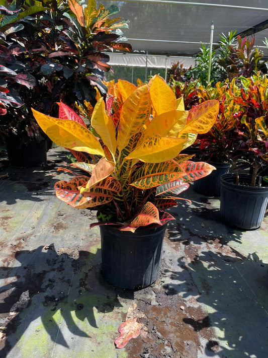 10'' Croton Petra