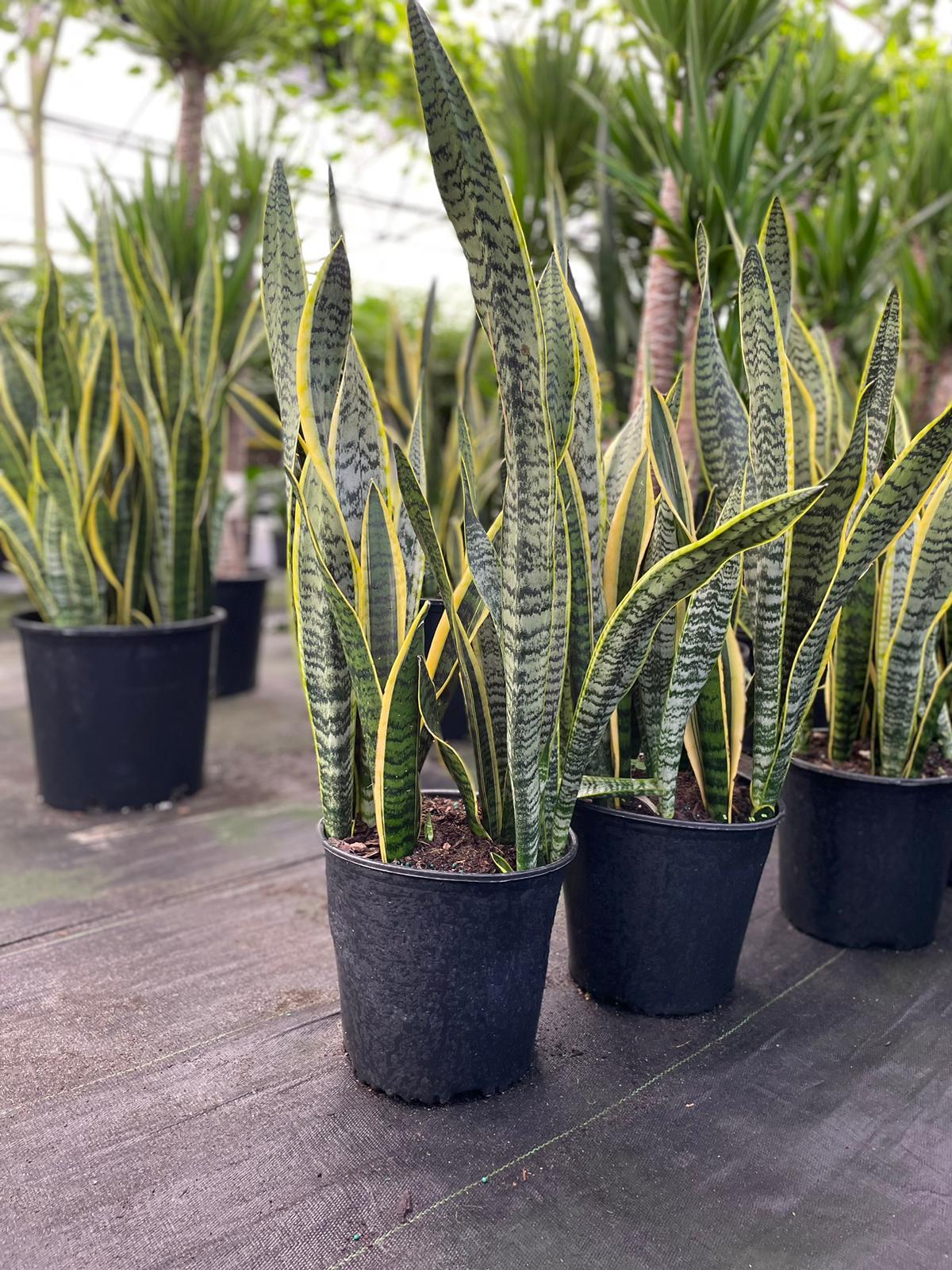 10'' Sansevieria Laurentii – El Clair Foliage