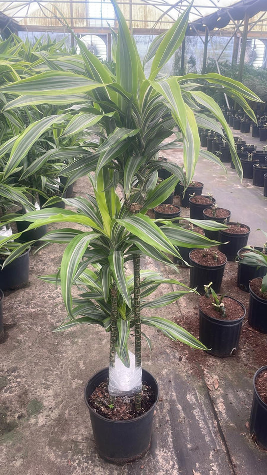 10'' Dracaena Lemon Lime Cutback Cane