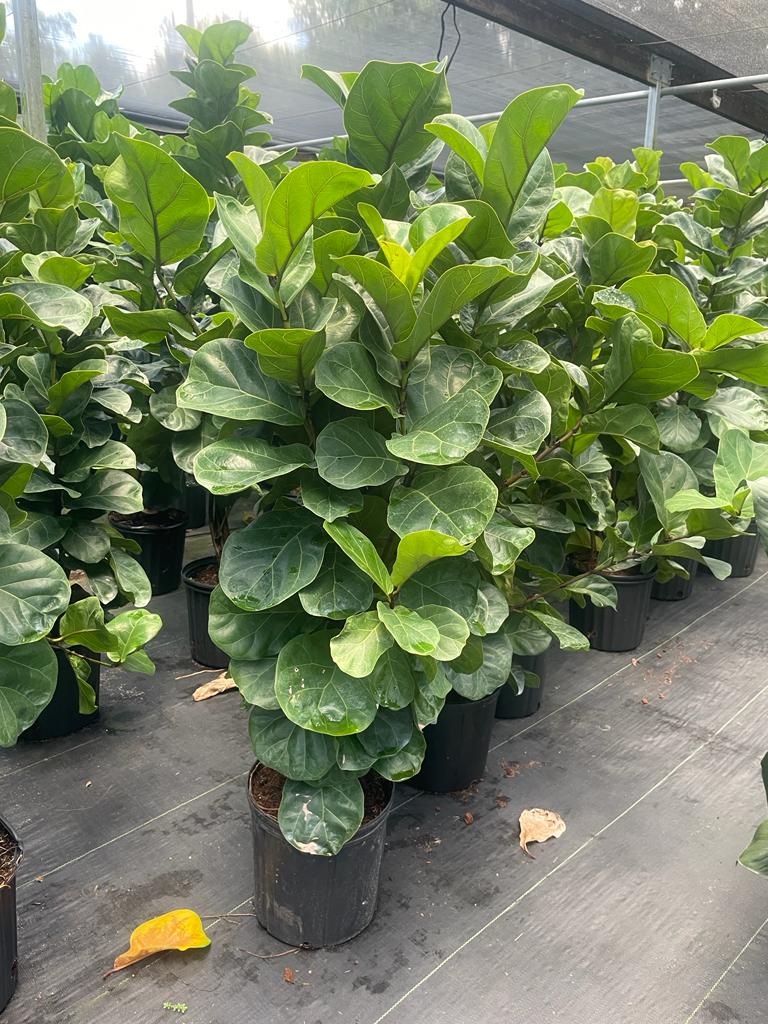 10'' Lyrata Little Fiddle Bush – El Clair Foliage