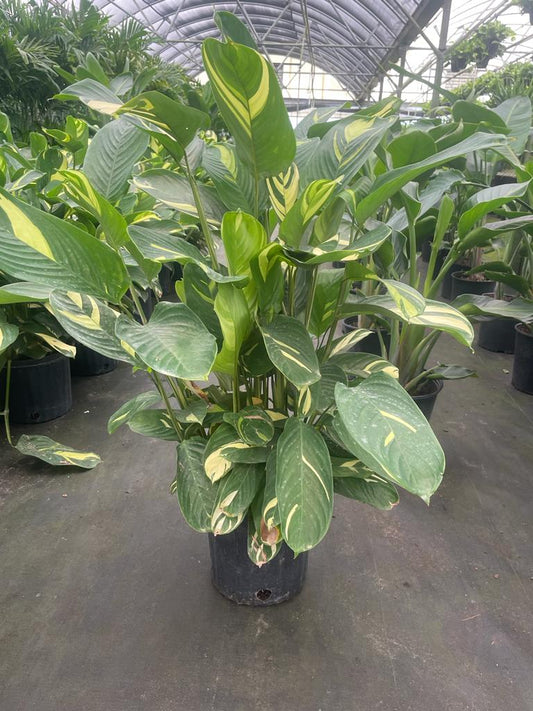 10'' Ginger Lubersii