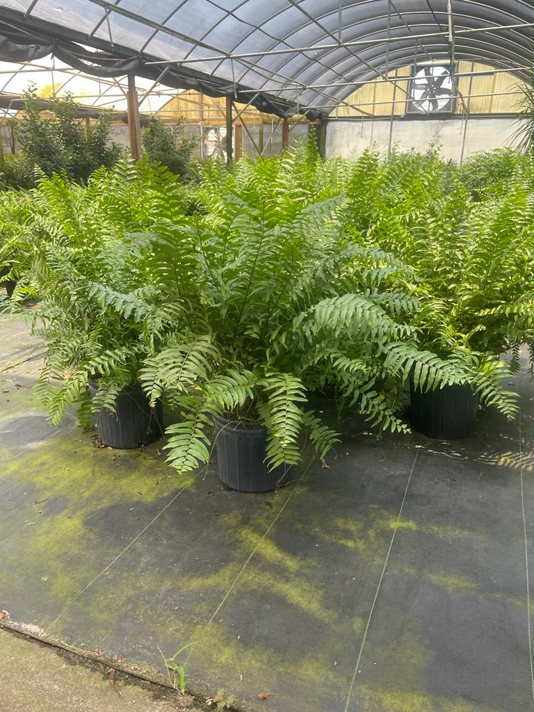 10'' Macho Fern