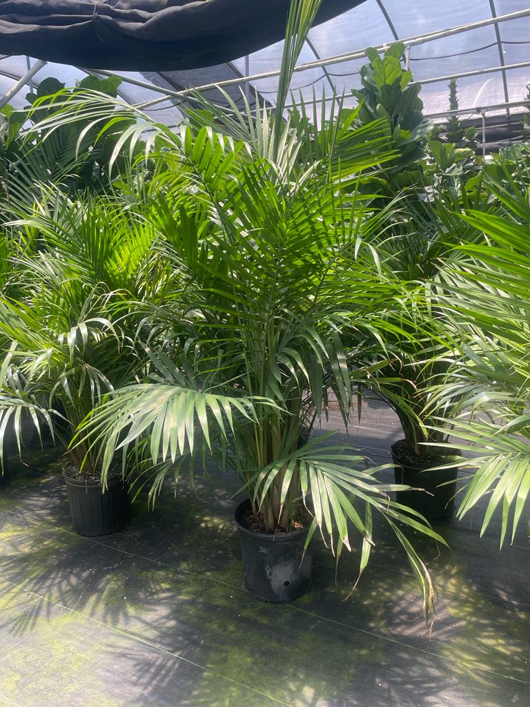 10'' Majesty Palm