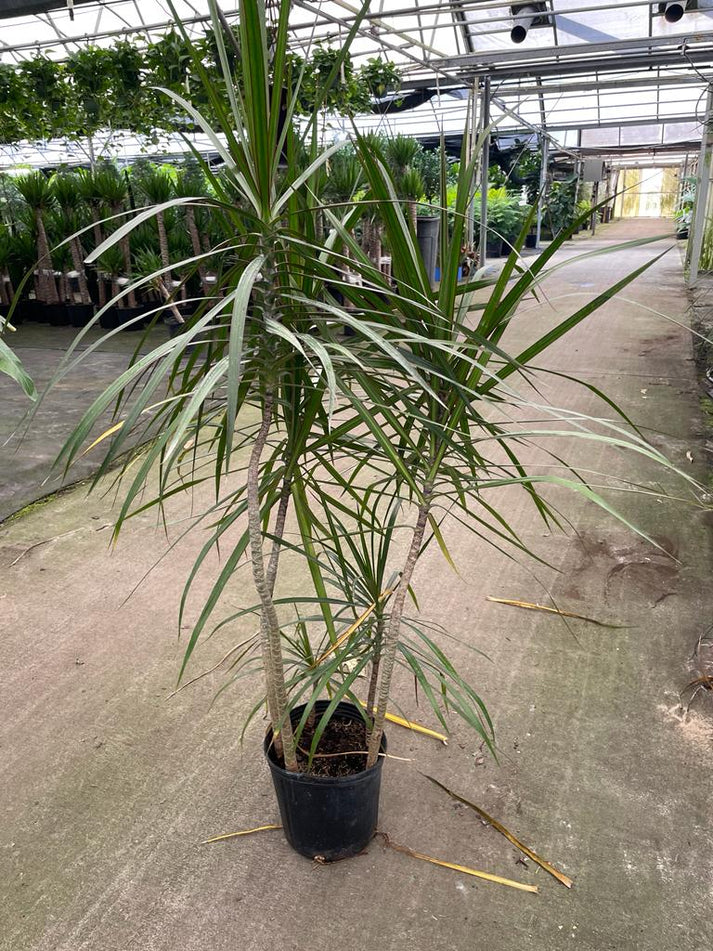 10'' Marginata Staggered – El Clair Foliage