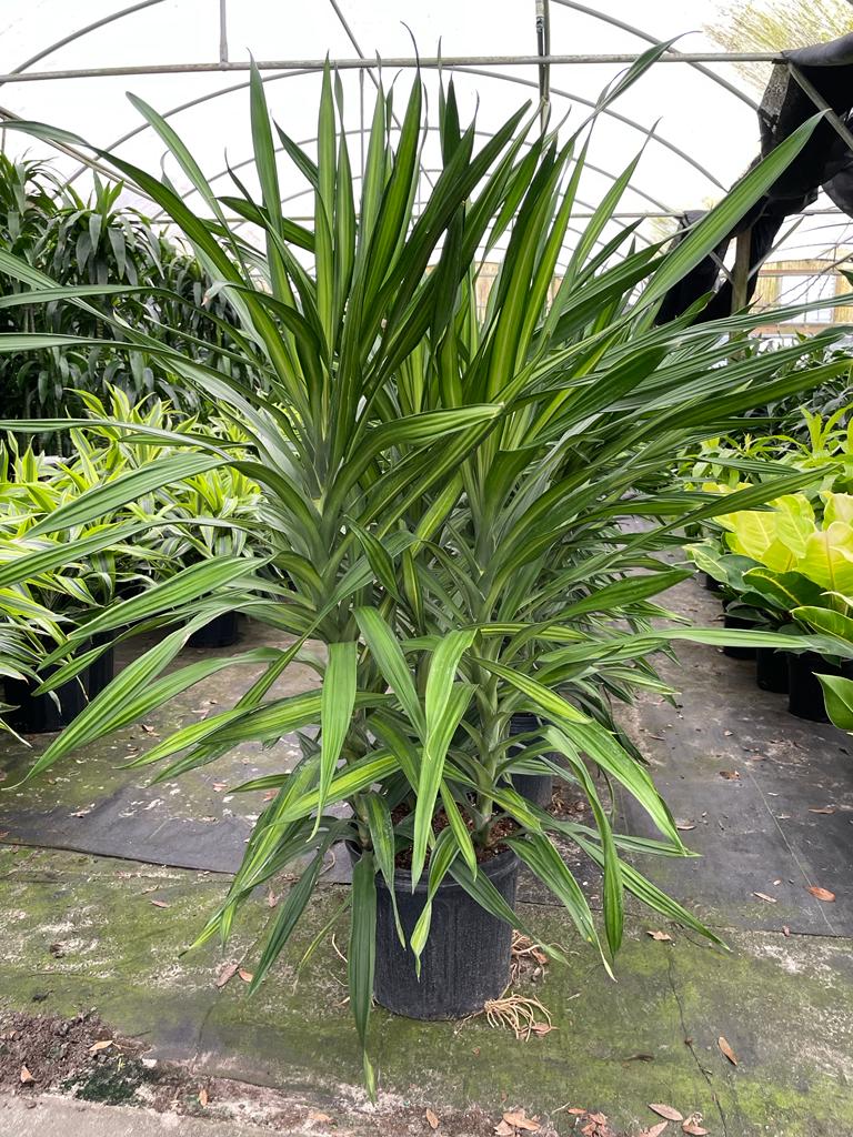 10'' Dracaena Rikki Bush