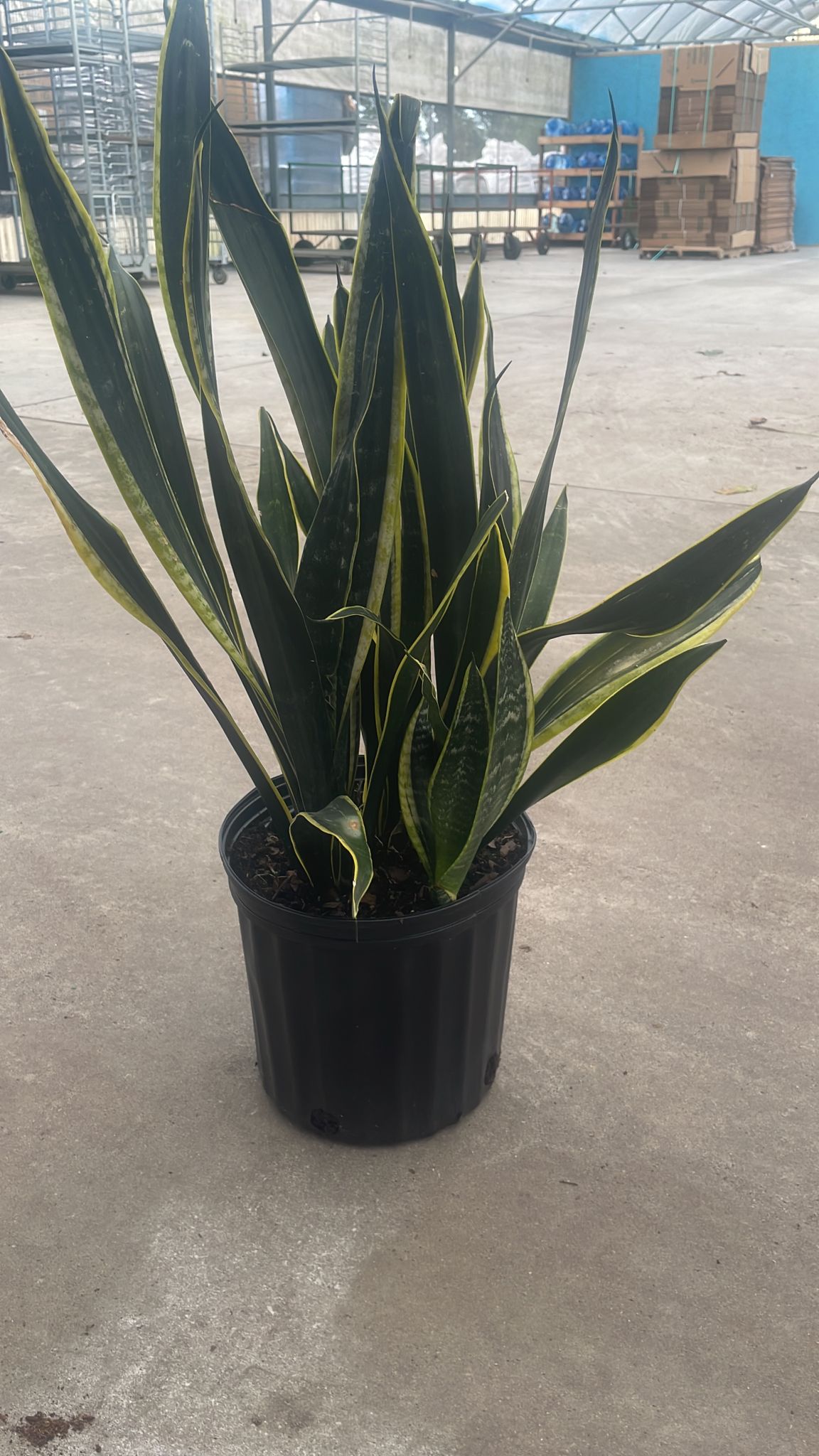 10'' Sansevieria Black Gold