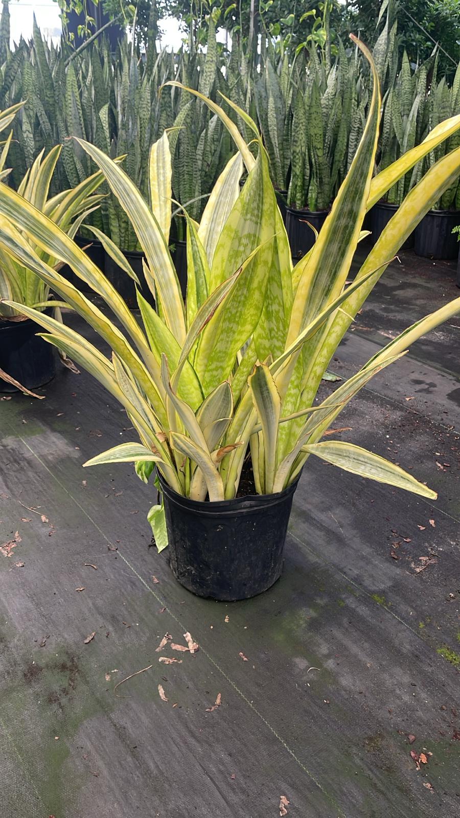 10'' Sansevieria Lauren