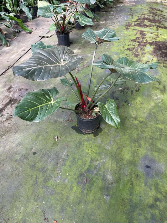 10'' Philodendron Summer Glory