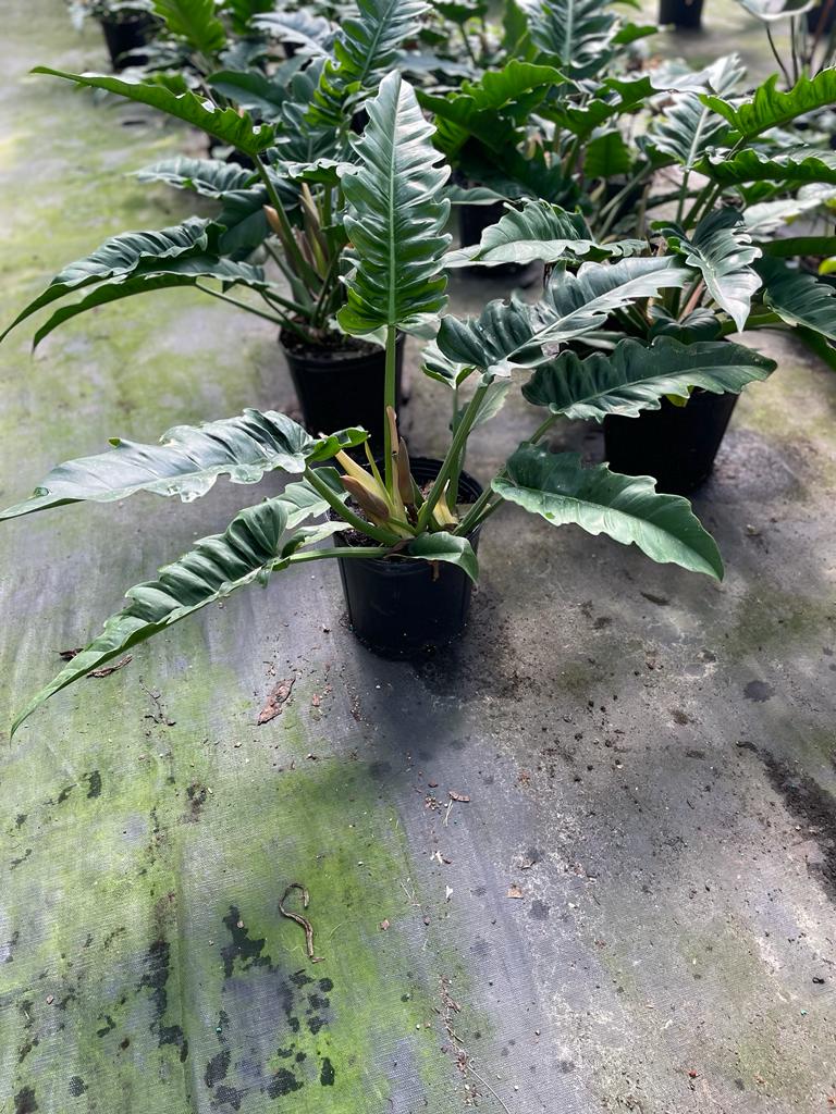 10'' Philodendron Tiger Tooth