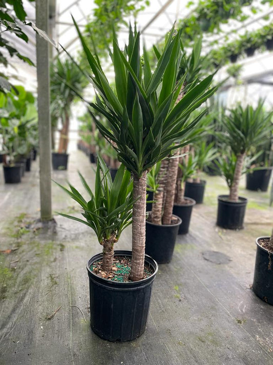 10'' Yucca 2/1