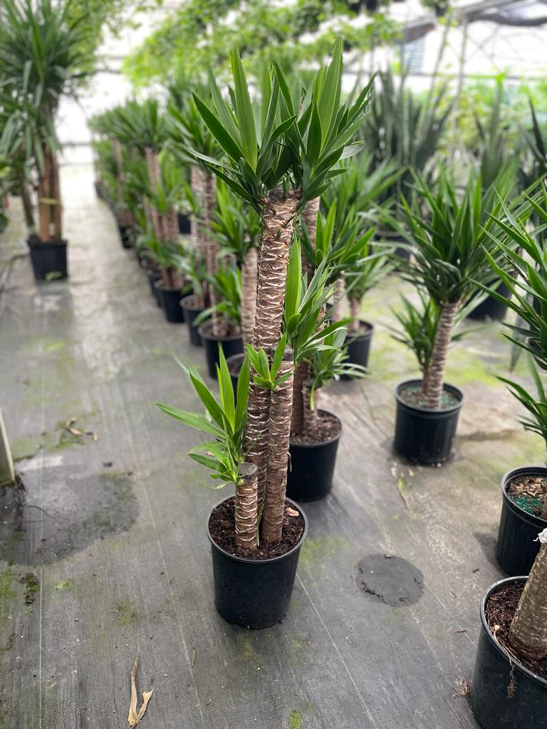 10'' Yucca 3/2/1