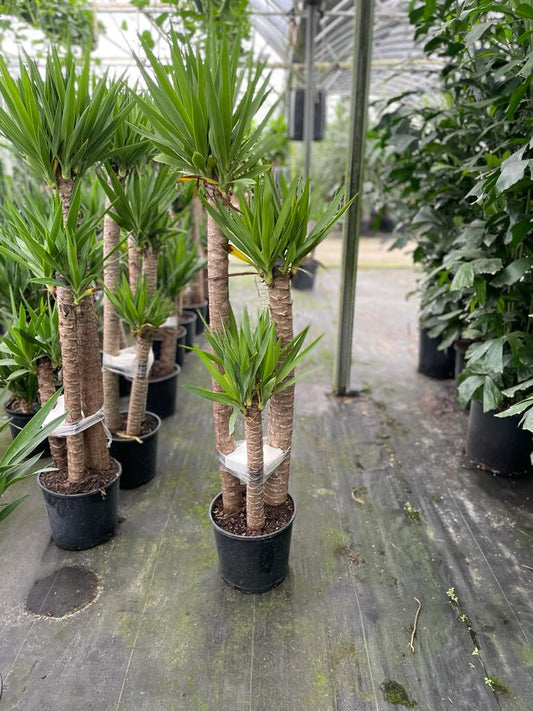 10'' Yucca 4/3/2