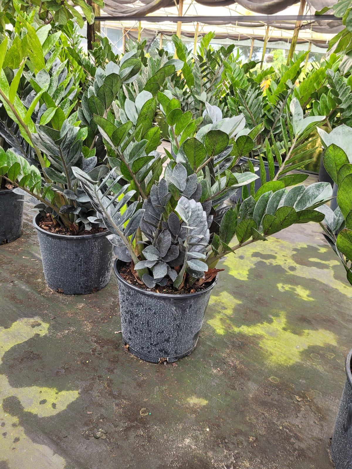 10'' Zamioculcas ''Black Raven ZZ''