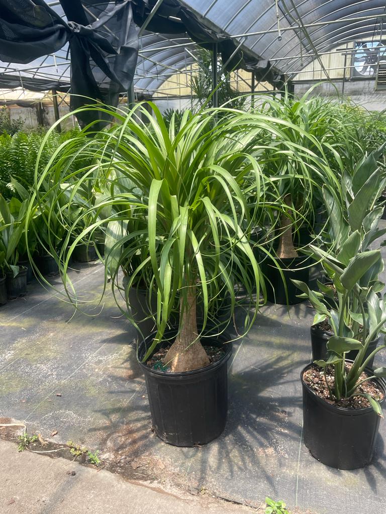 12'' Ponytail Palm