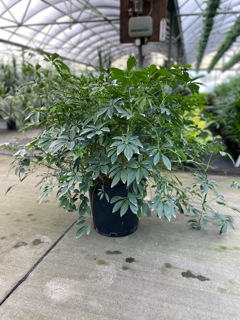 14'' Arboricola Green Bush