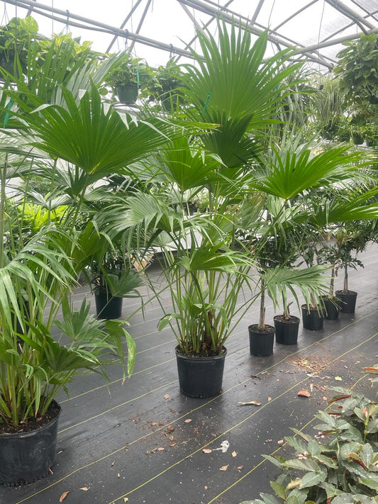 14'' Chinese Fan Palm