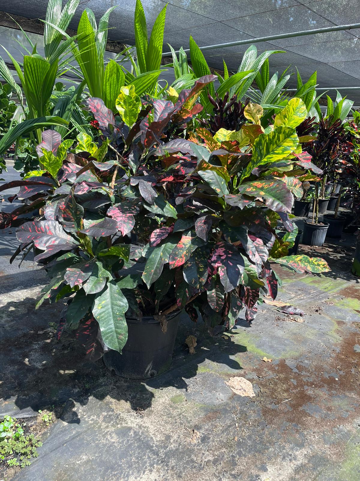 14'' Croton