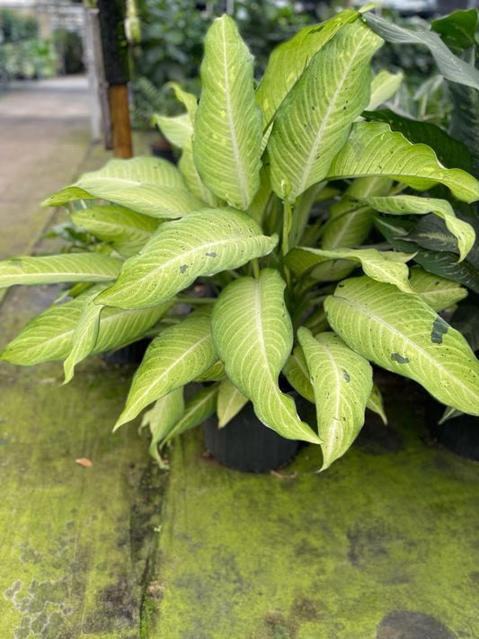 14'' Dieffenbachia Camouflage