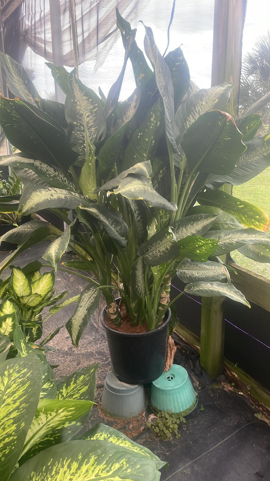 14'' Dieffenbachia Panther