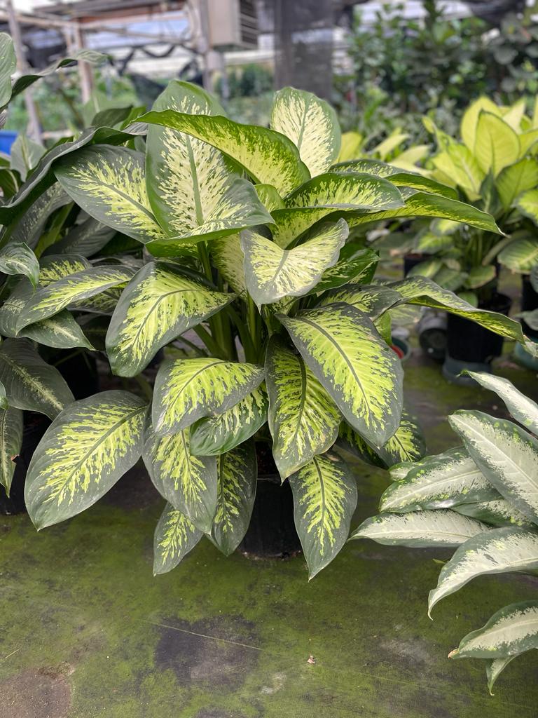 14'' Dieffenbachia Tropic Snow