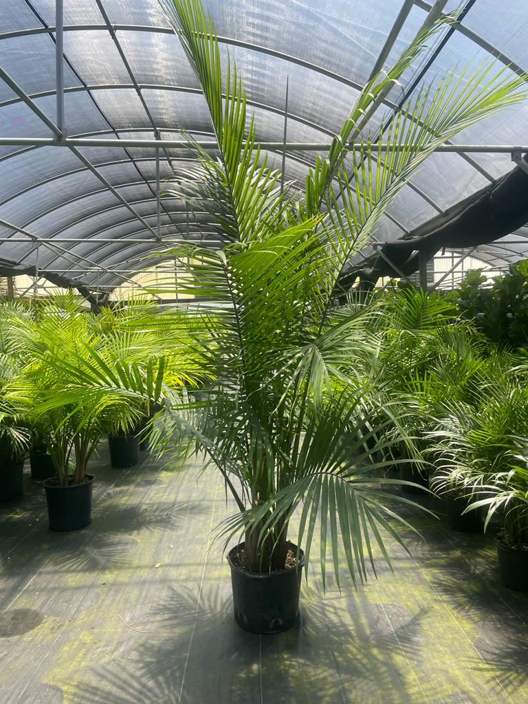 14'' Majesty Palm