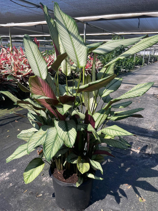 14'' Calathea White Star