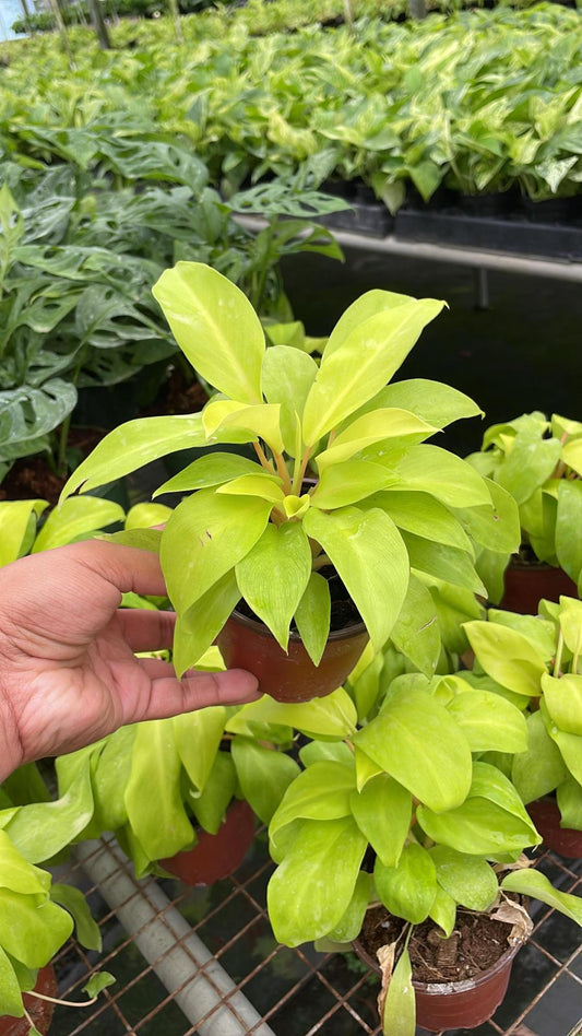 4" Philodendron Lemon Lime