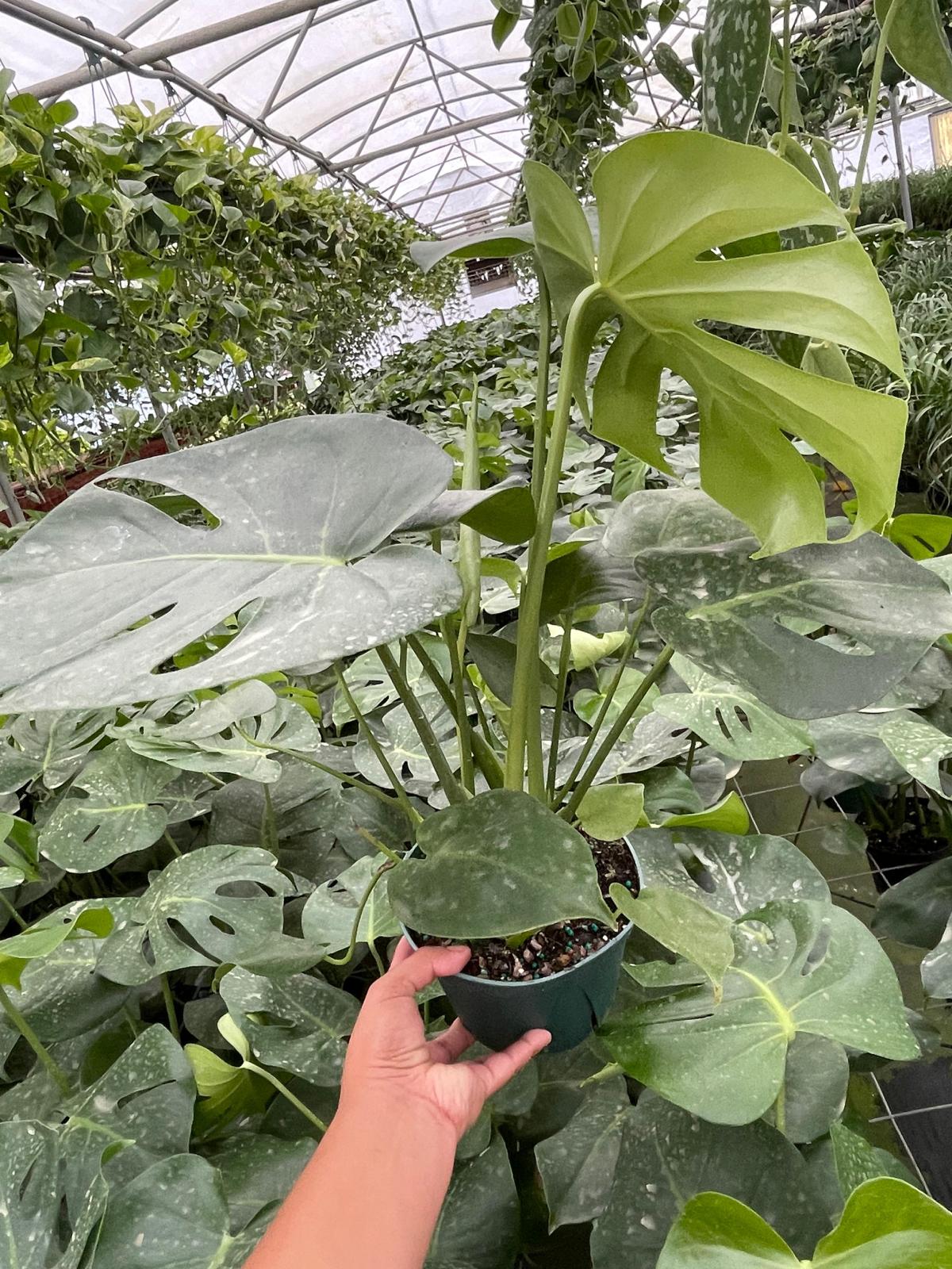 6" Monstera Deliciosa