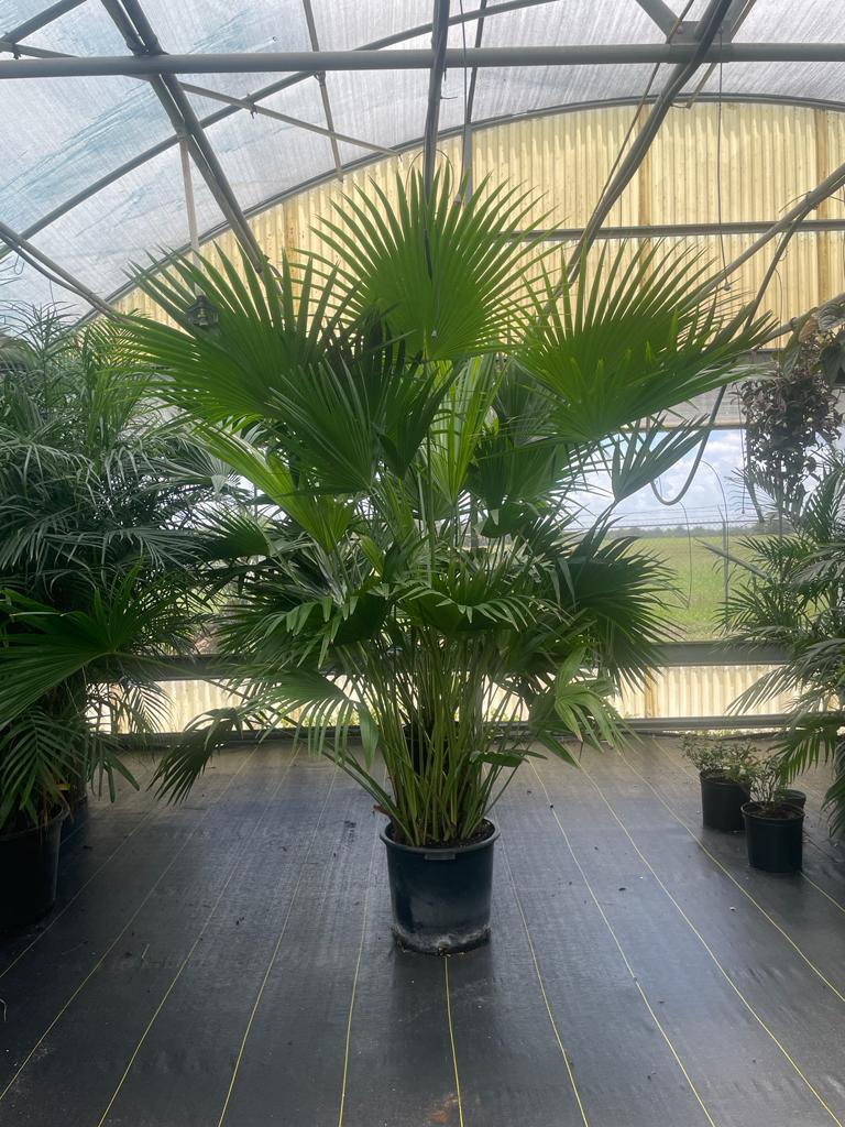 17'' Chinese Fan Palm