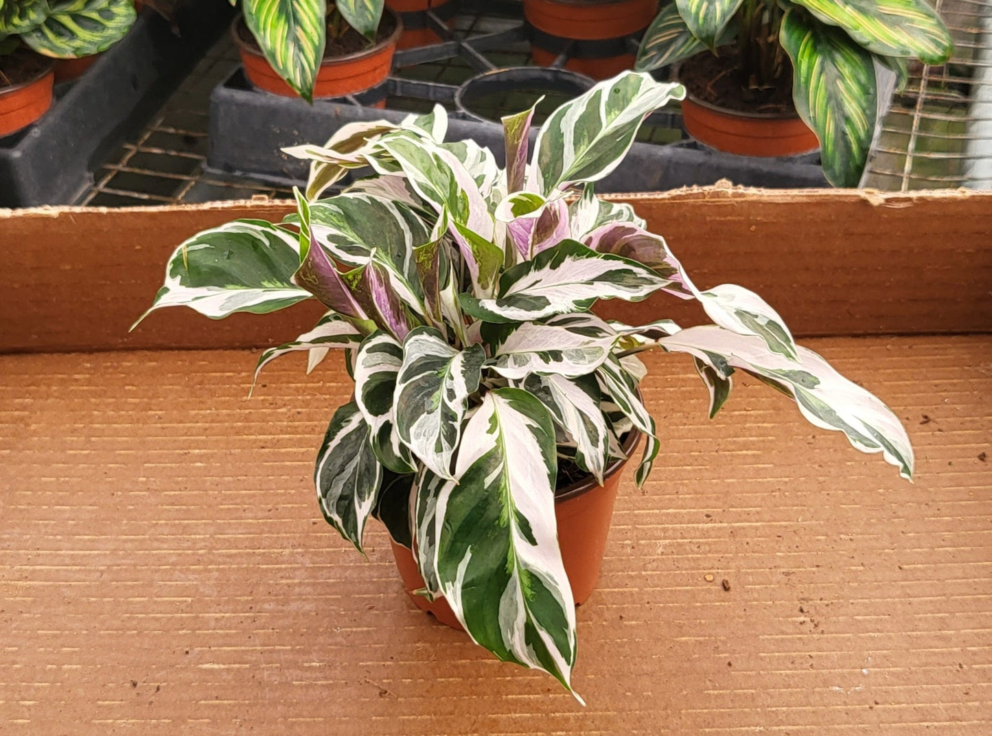 4" Calathea Fusion White