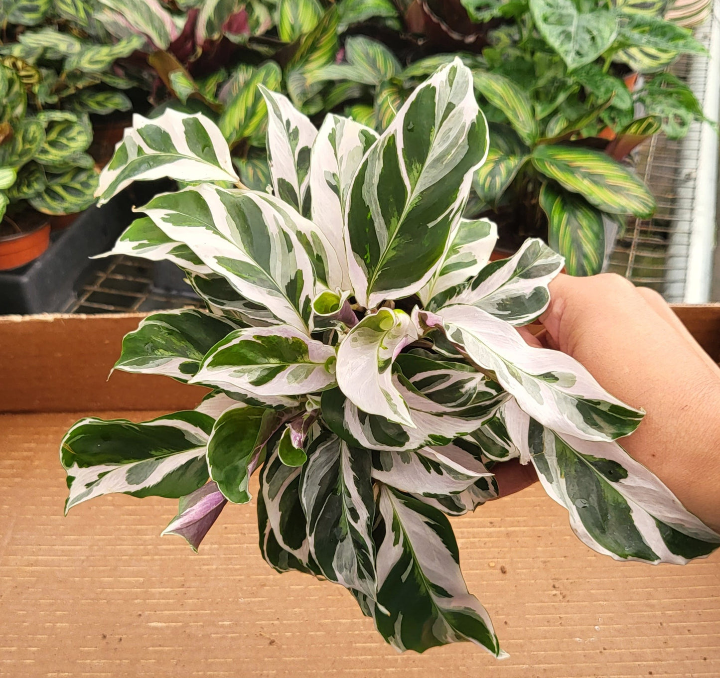 4" Calathea Fusion White