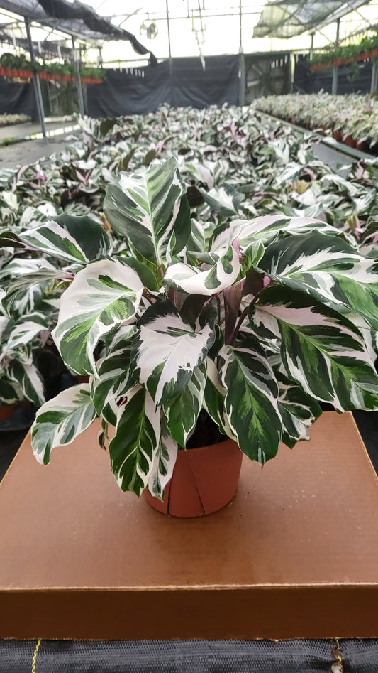 6" Calathea Stella