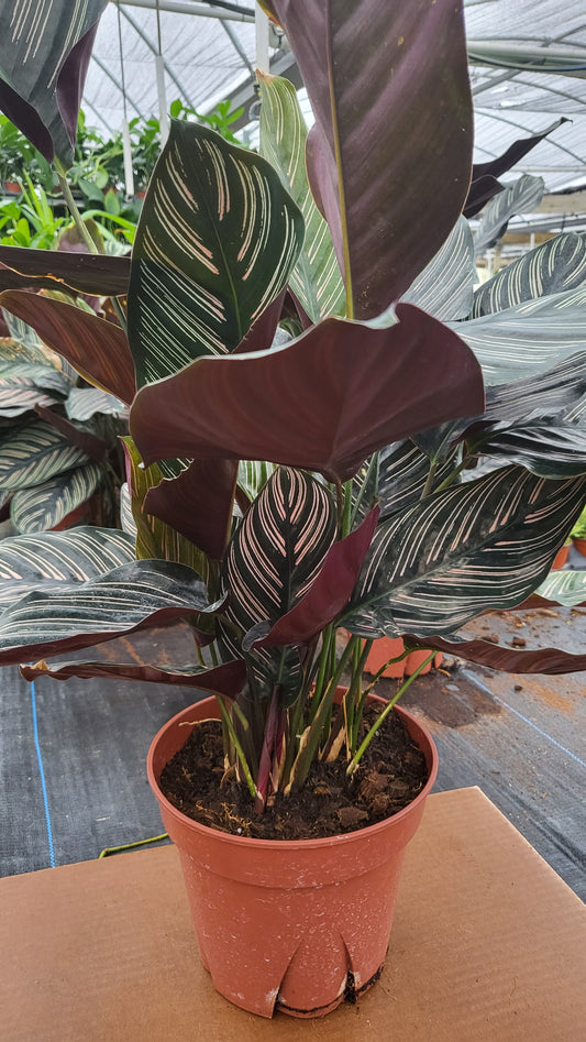 6" Calathea Ornata