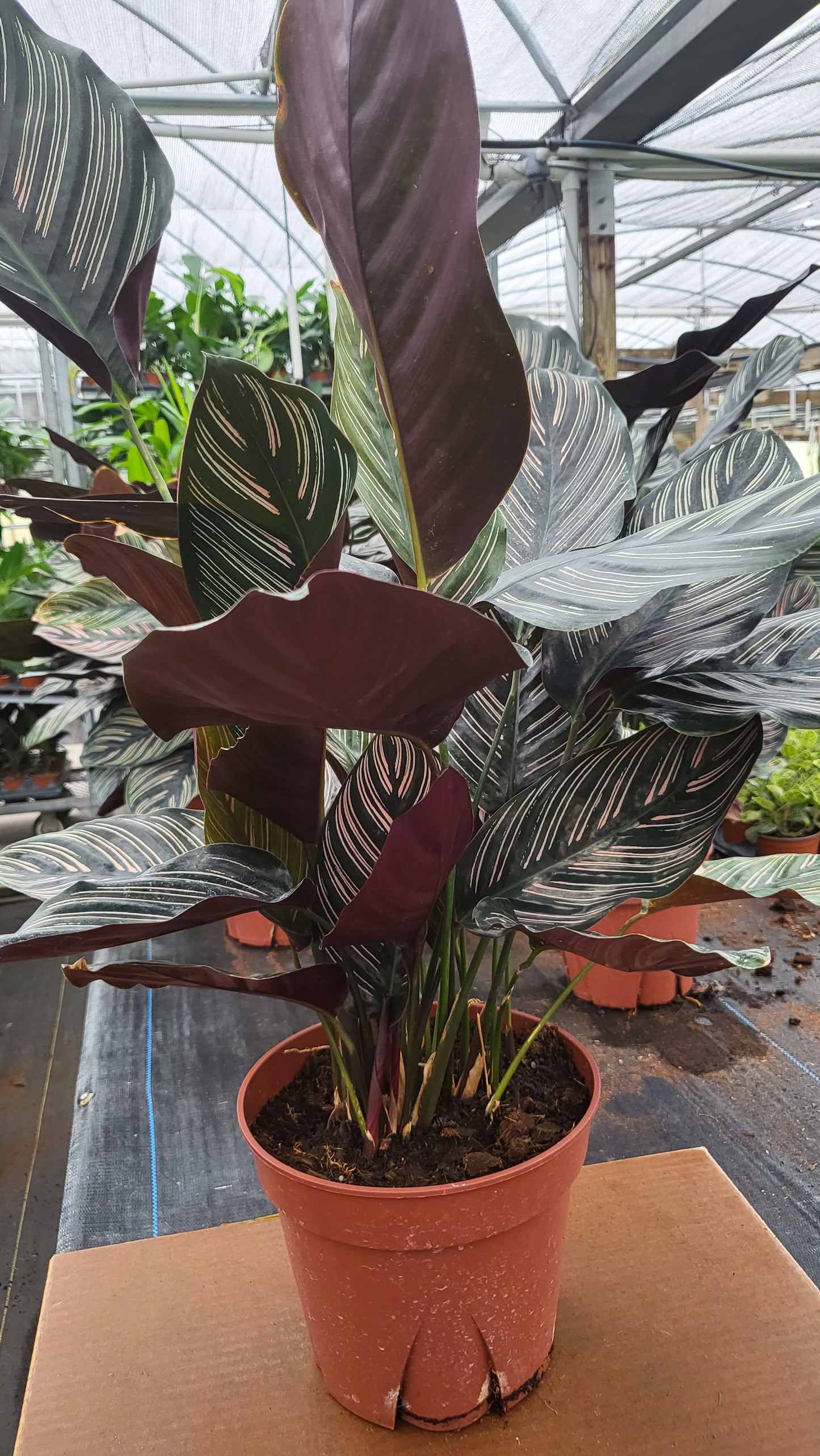 6" Calathea Ornata