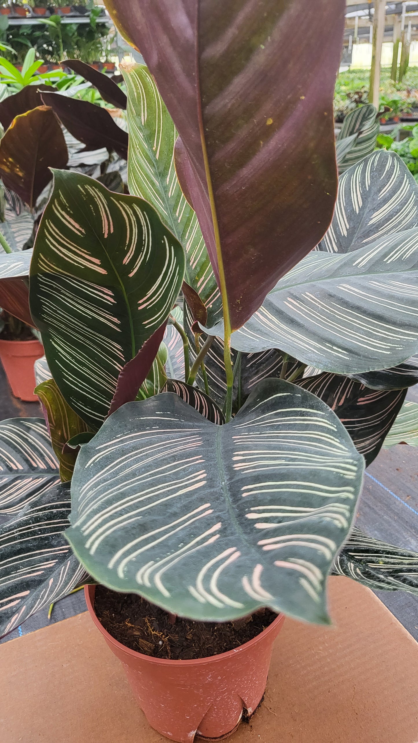 6" Calathea Ornata