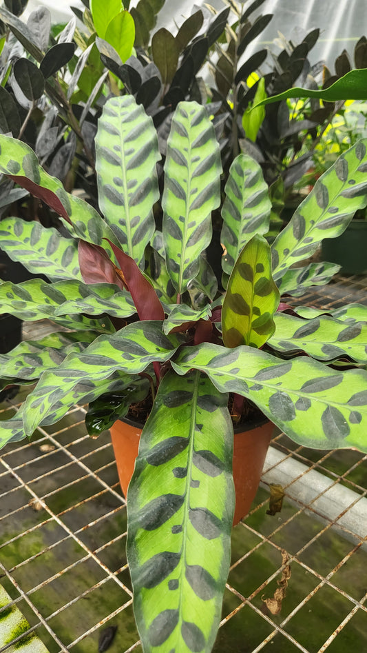 4" Calathea Lancifolia